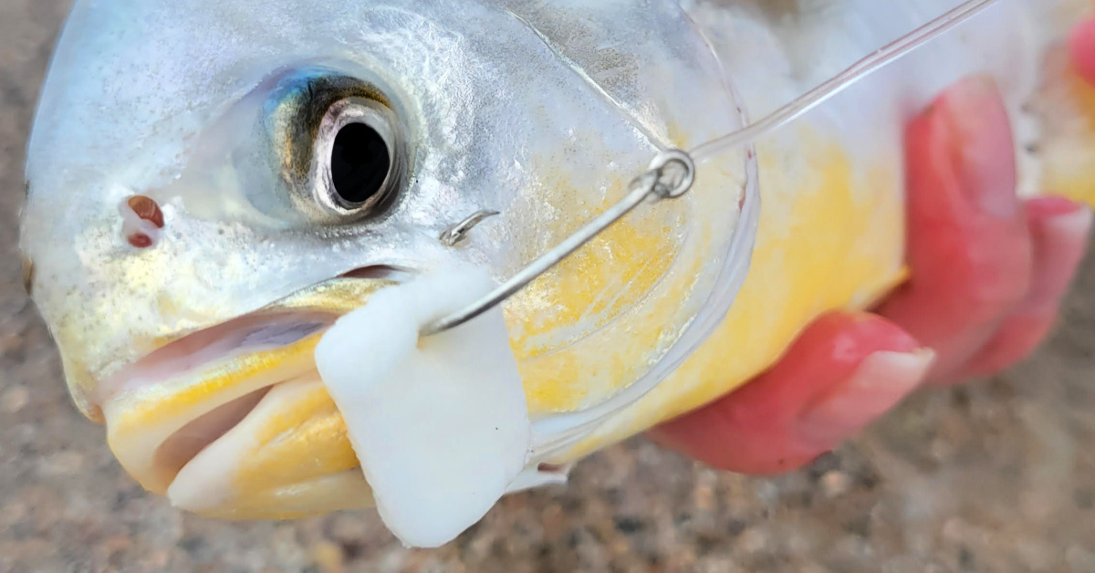 Fishbites® Longer Lasting E-Z Shrimp — Frisky Fins
