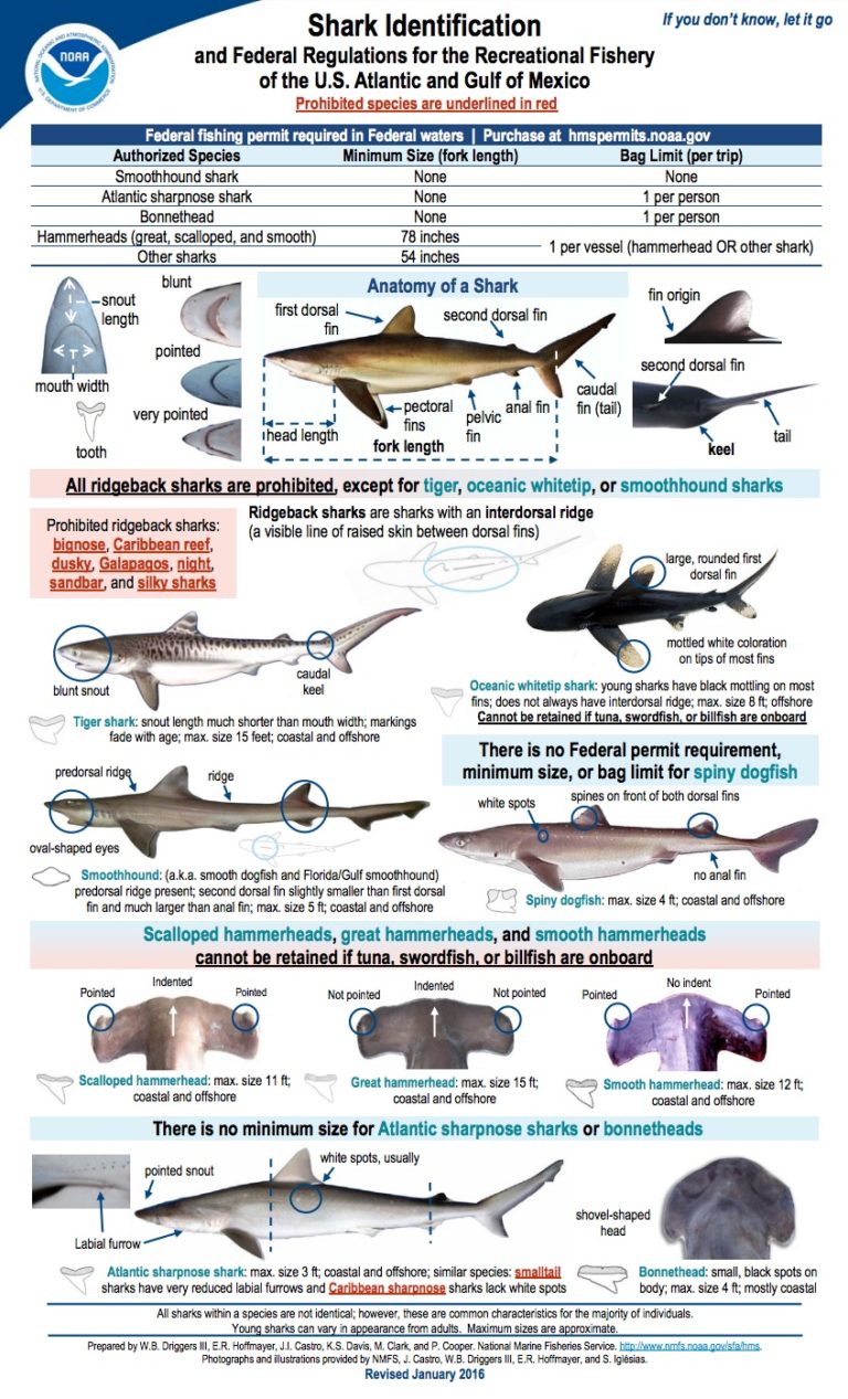 The Complete Guide To Shark Fishing Regulations In Florida