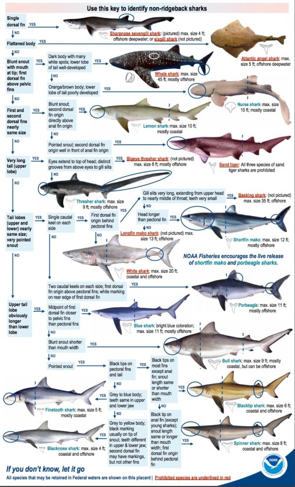 The Complete Guide To Shark Fishing Regulations In Florida