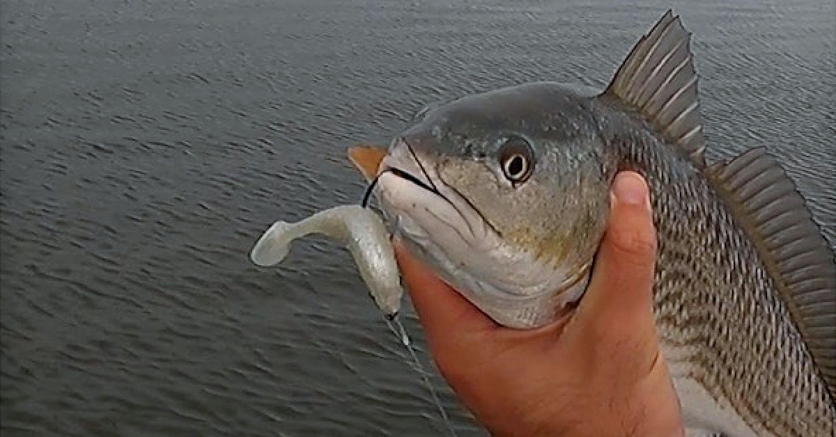 I Pulled A Redfish Out Of The Grass With Our NEW Lure!
