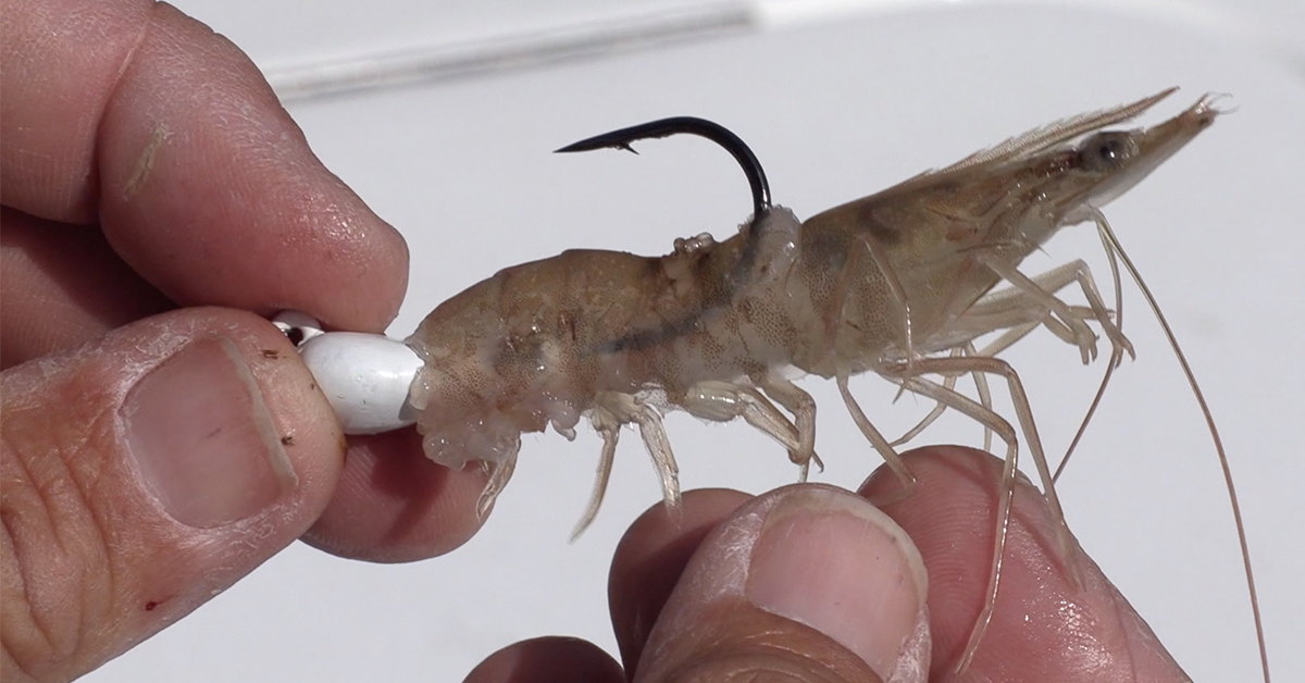 How To Rig A Shrimp On A Jig-Head Like A PRO (VIDEO)