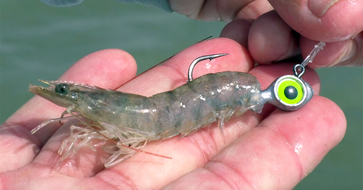 How To Hook Shrimp On A Jig Head (EASIEST Way To Catch Fish)