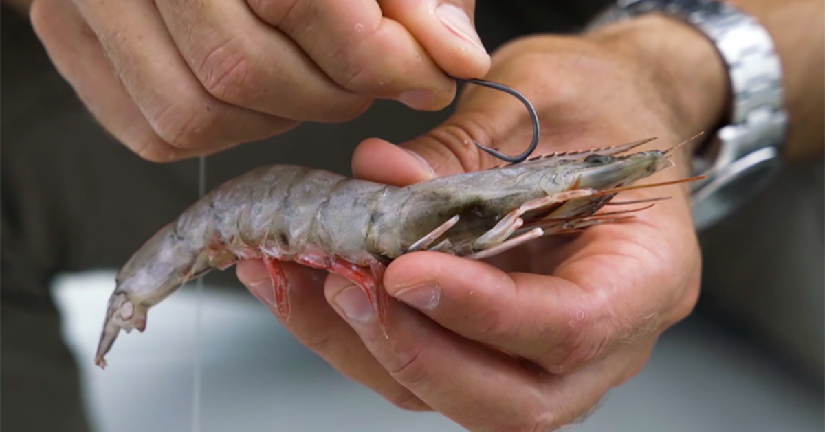 How To Rig Live Shrimp Under A Popping Cork (For More Strikes)
