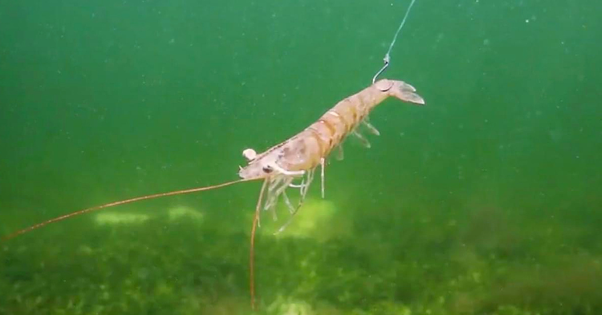 How To Properly Hook A Live Shrimp While Fishing In The Current 