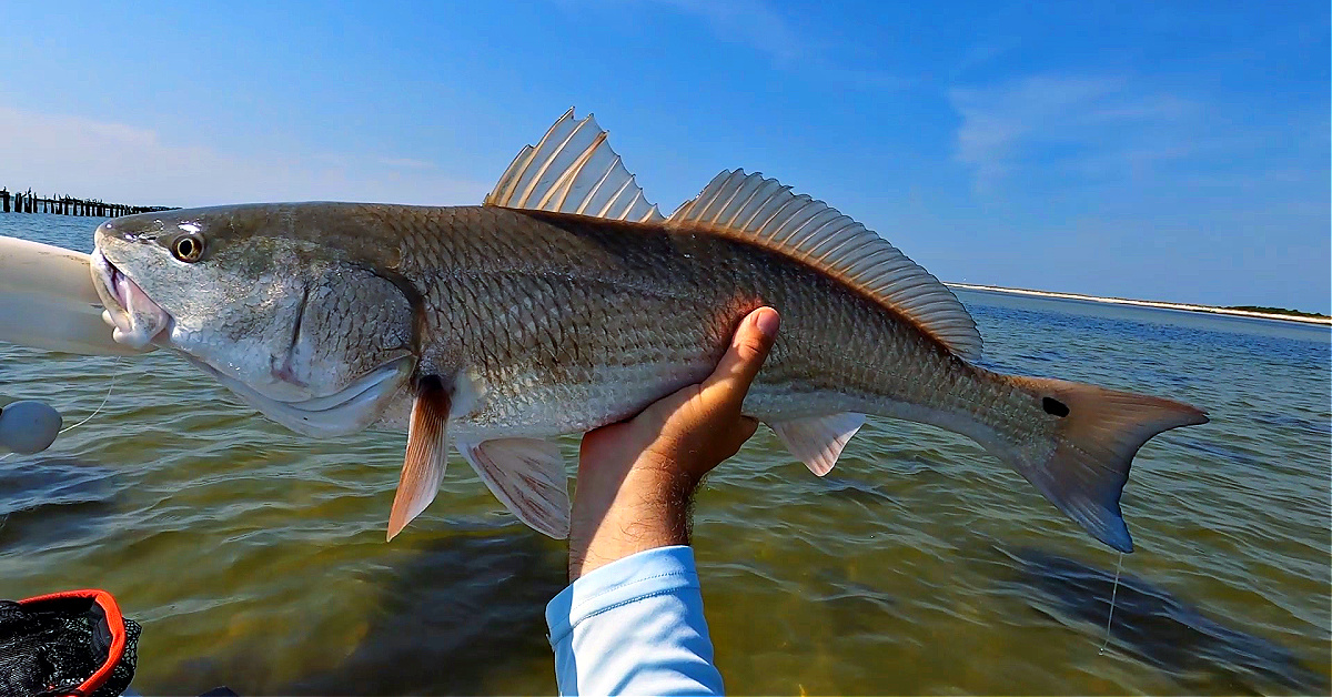 THIS Is The Best Lure To Search For Schooling Redfish