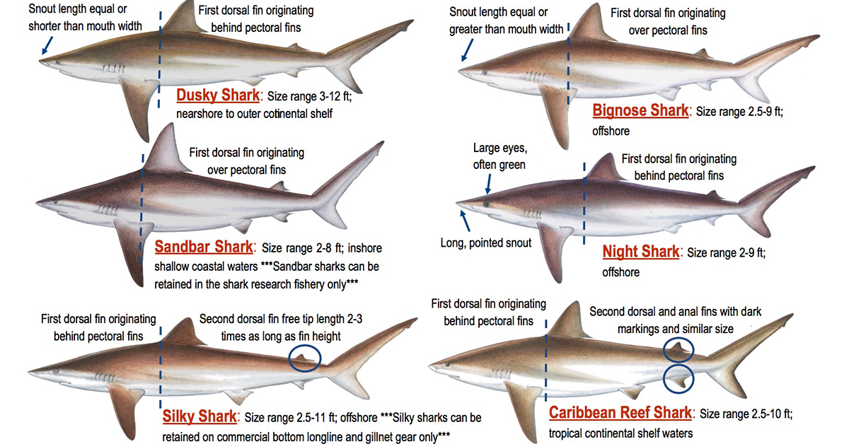 Shark-Fishing Home Page