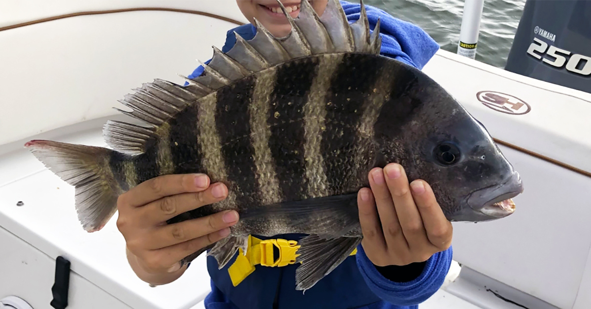 Catching Sheepshead with mussels and a mesh bait bag from Mossy Head Bait  Company 