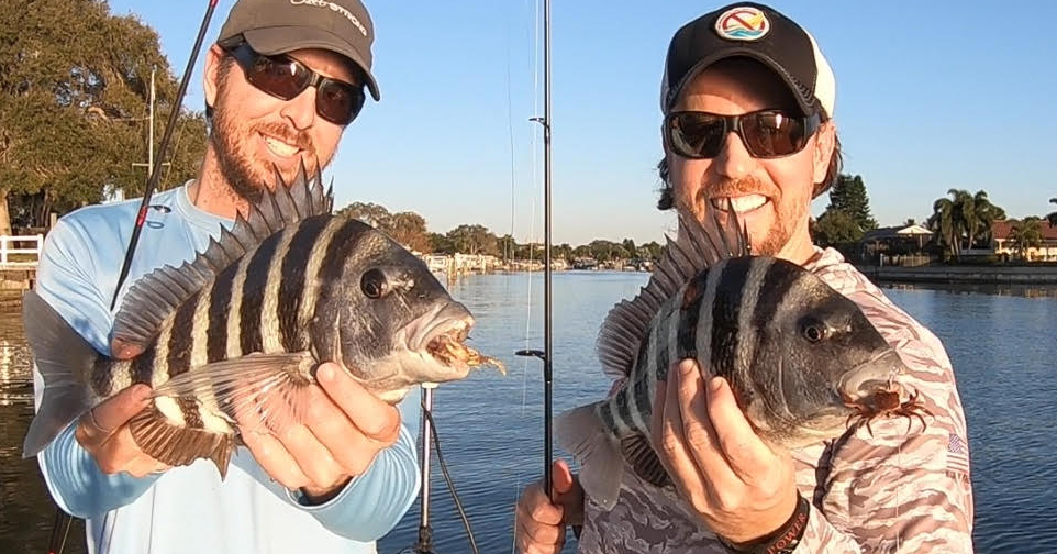 How To Catch Sheepshead Without Live Bait (LIVE Video)