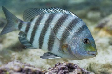 Simple Sheepshead Rig (Great For Sight Fishing & Heavy Structure)