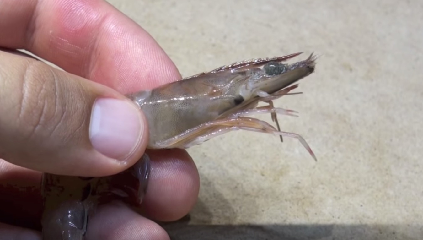 how-to-hook-shrimp-like-a-fishing-pro-video