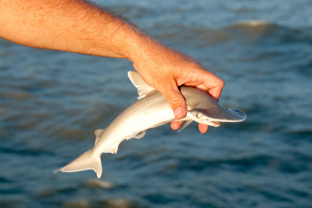 The Complete Guide To Shark Fishing Regulations In Florida