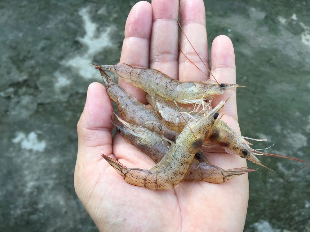 Mangrove Snapper want that Vudu Shrimp