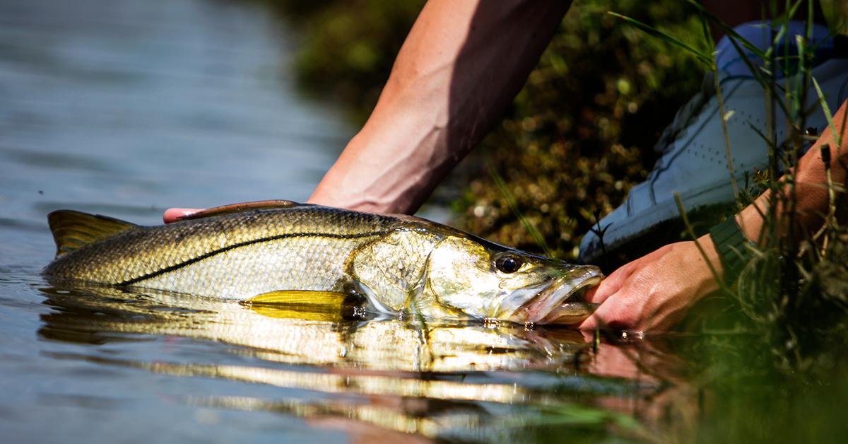 5 Keys To Catch Snook In The Winter From Shore [Plus Tarpon & Redfish]