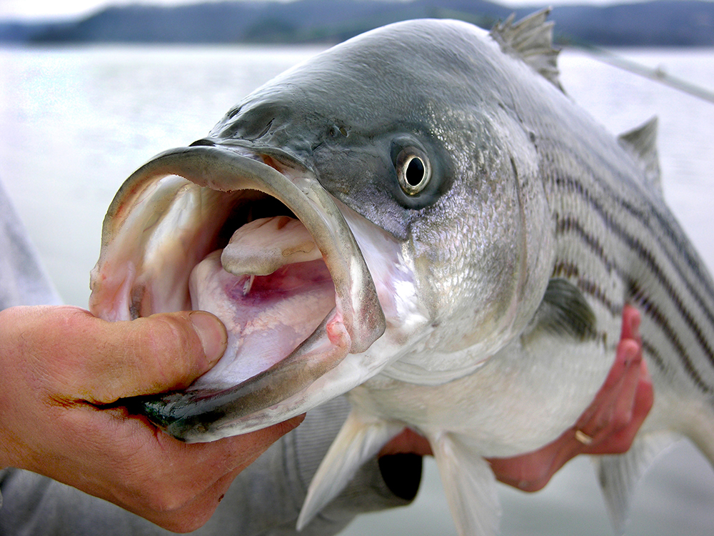 How To Catch Striped Bass In Rivers (Best Lures, Spots, Seasons