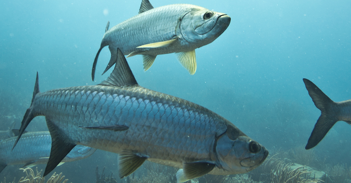 Tarpon Fishing Secrets From One Of The World's Best Tarpon Experts