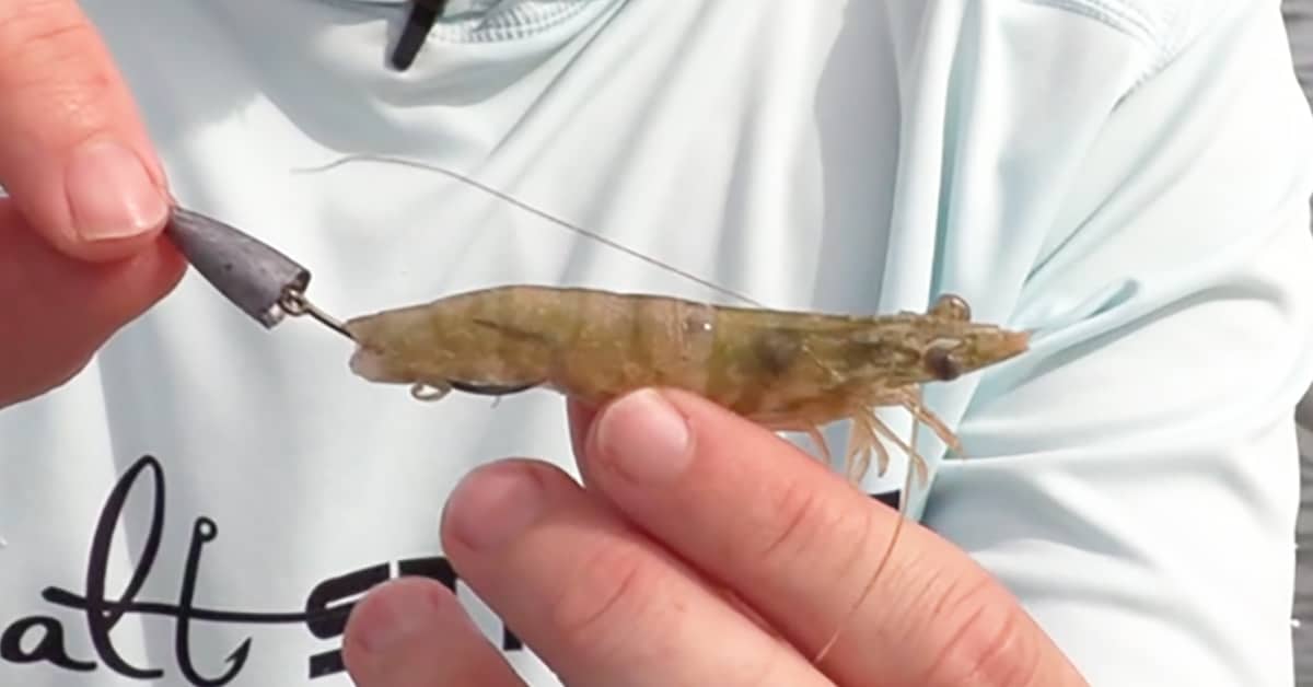 https://www.saltstrong.com/wp-content/uploads/texas-rig-shrimp-weedless-final-1.jpg