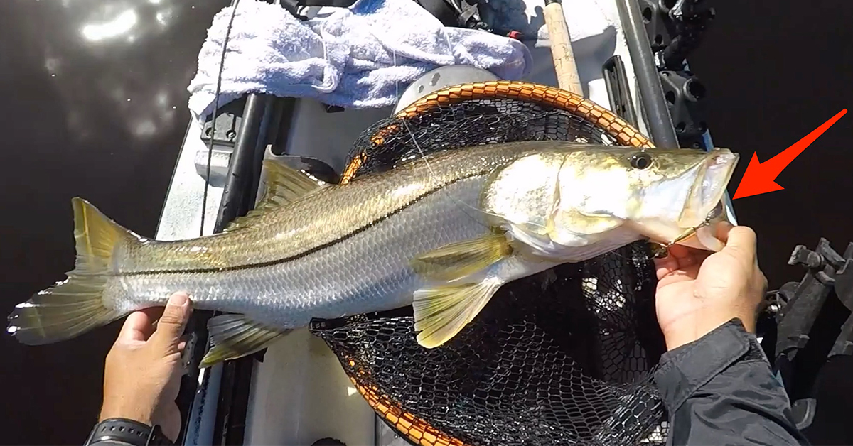 Catching Snook With This New Inline Gold Spinnerbait [VIDEO]