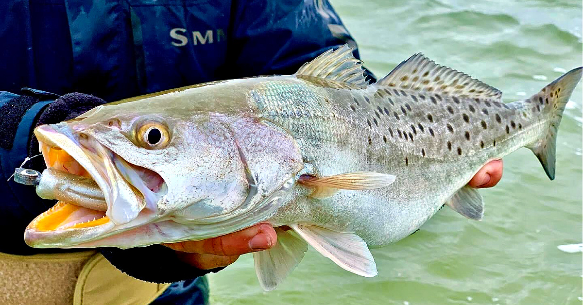 How to Catch Speckled Seatrout, Lures & Baits