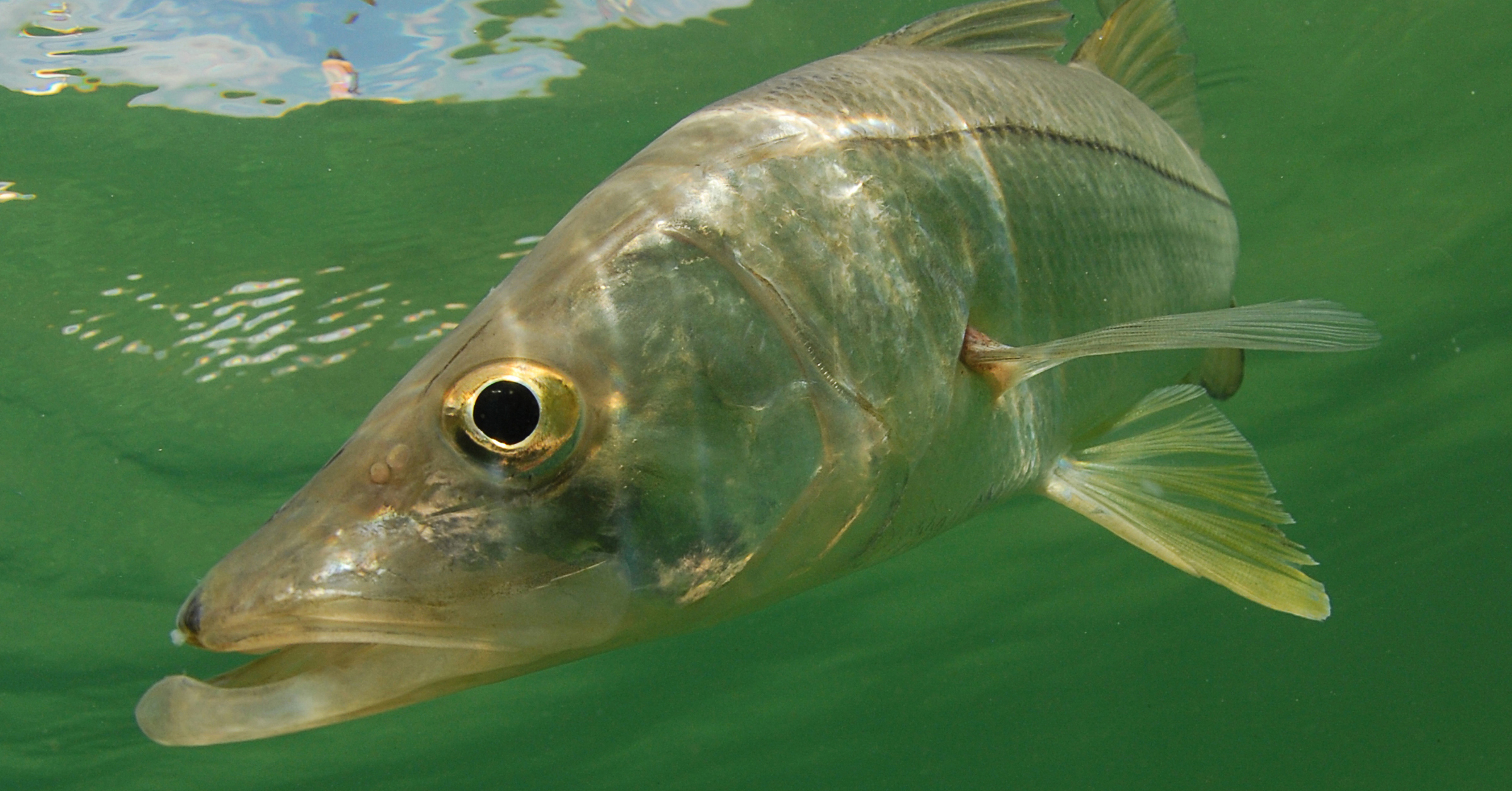 Do scents and fish attractants really catch more fish? 