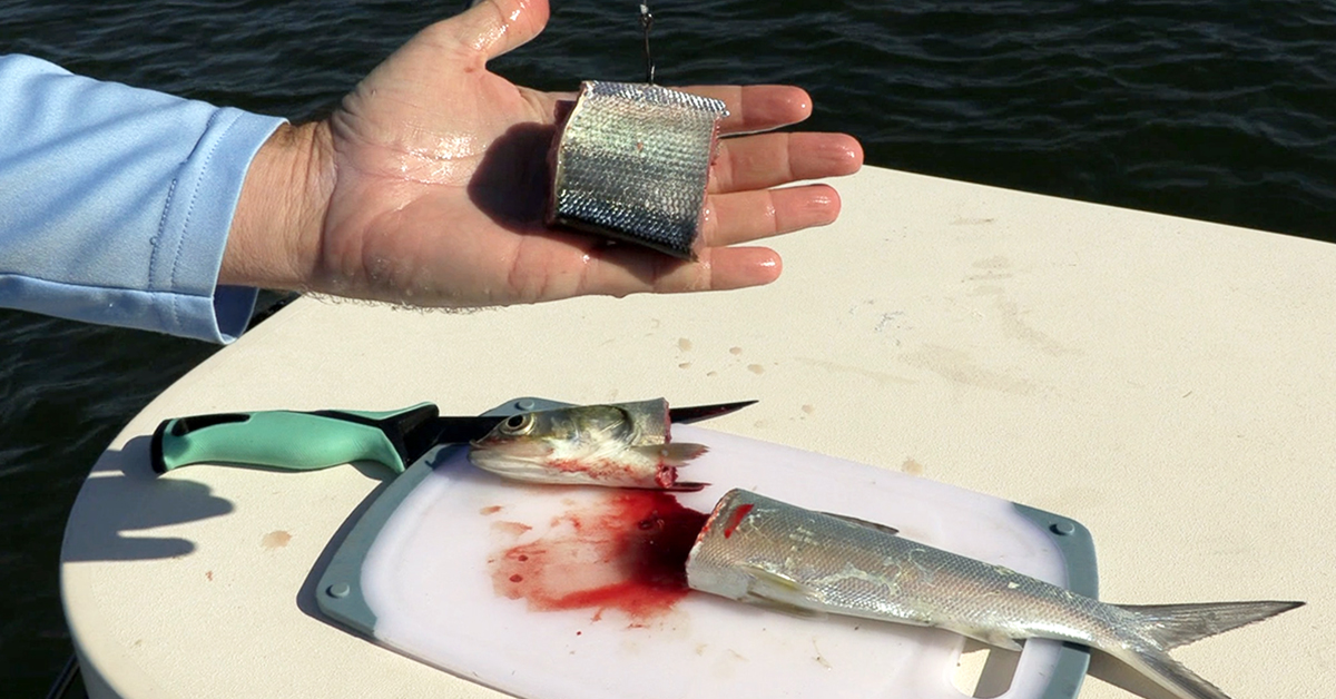 How To Use Cut Ladyfish For Redfish, Snook, Trout, & Sharks
