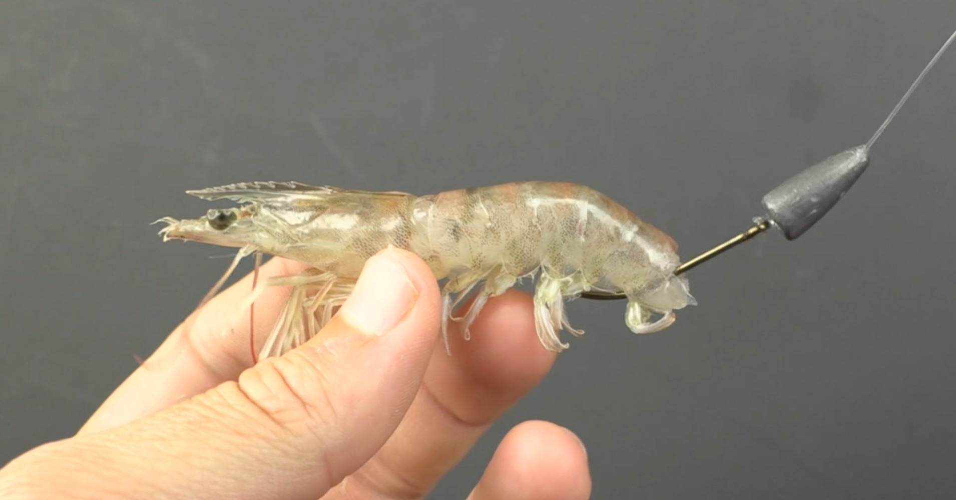 3 Steps To Saltwater Success With Artificial Shrimp - SheFishes2