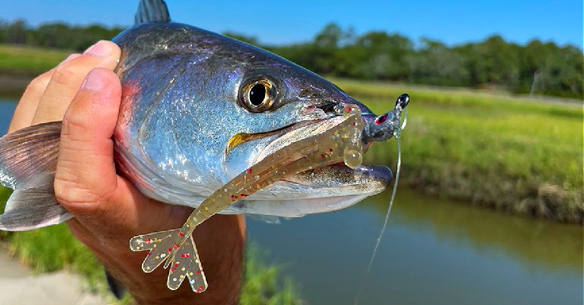 How To Retrieve An Artificial Shrimp Lure (For Best Results!)