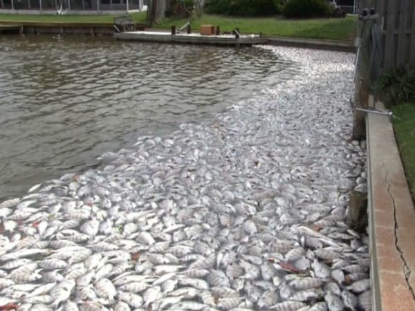 The Truth About Brown Algae: Florida's Brown Tide Invasion