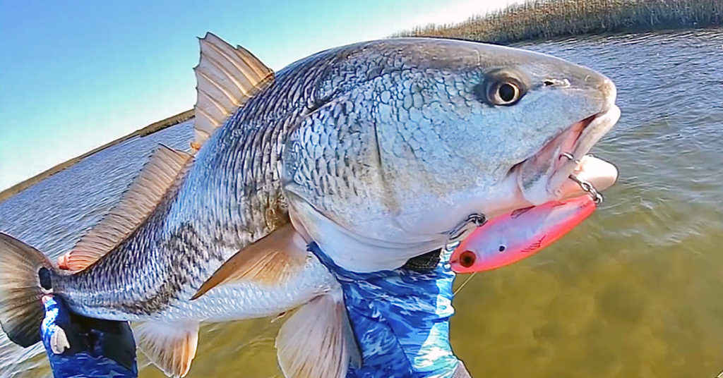 How To Use MirrOlure Twitchbaits To Catch Fall Redfish & Trout