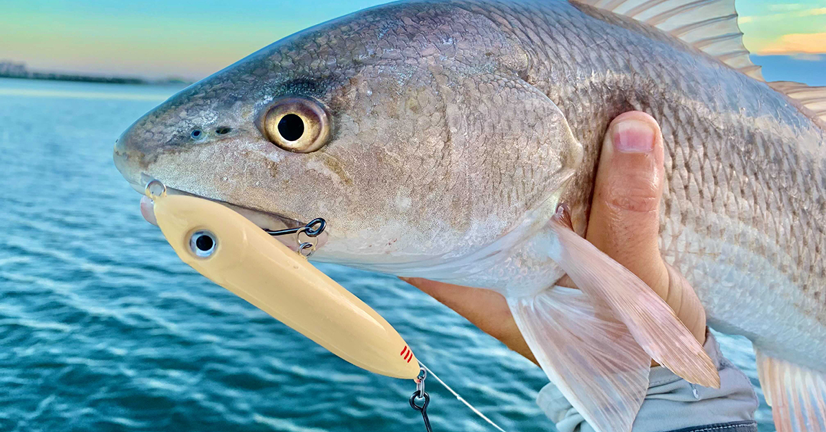 How To Catch Big Redfish, Trout, & Snook On Topwater In The Summer