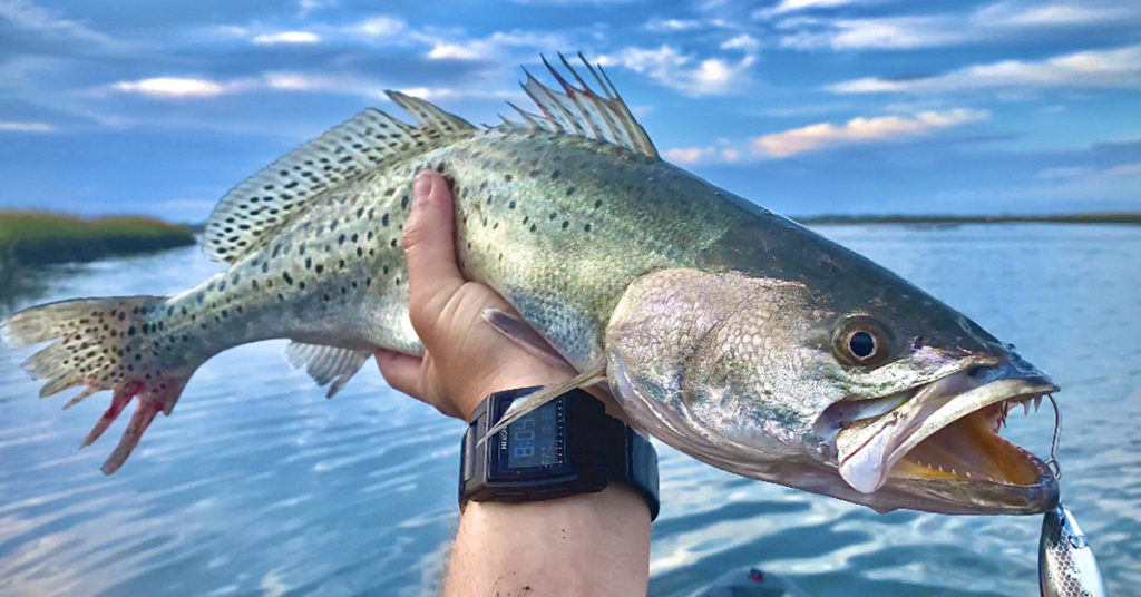 Tips To Catch Speckled Trout In The Fall Under Docks