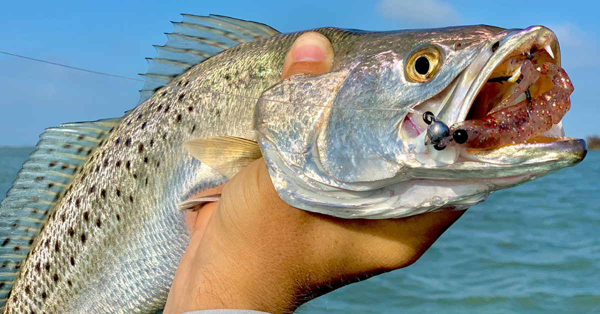 Best Saltwater Lures in 2021 – Keep Your Fishing Update! 