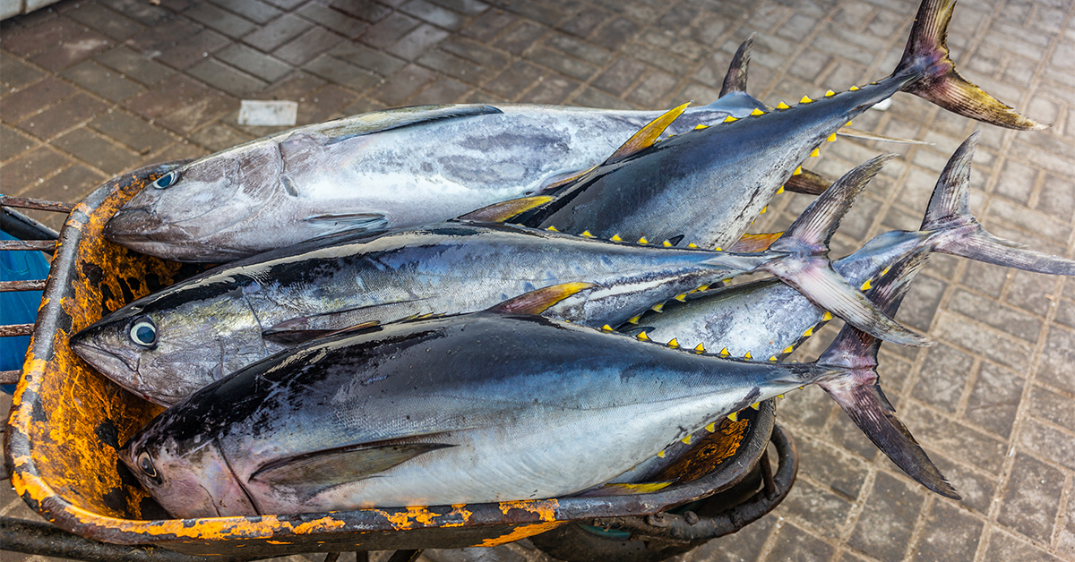 Using Fluorocarbon to Catch Tuna - Fishing Fluorocarbon Leader Tuna